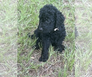 Medium Labradoodle