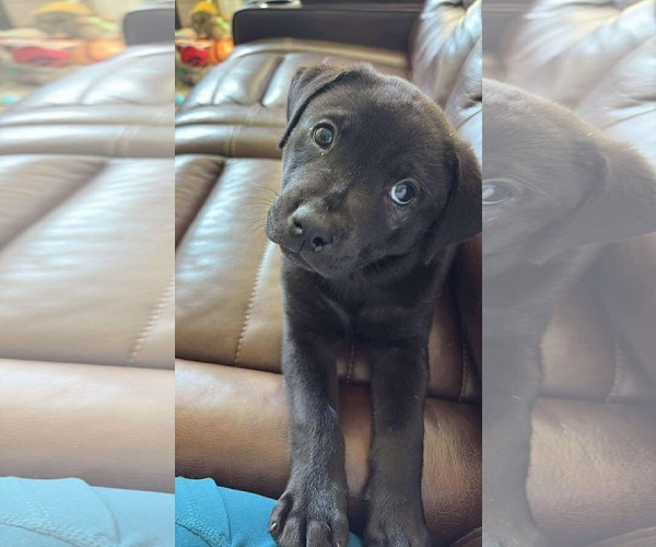 Medium Photo #7 Labbe Puppy For Sale in Princeton, MN, USA