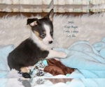 Small Photo #7 Aussie-Corgi-Miniature Australian Shepherd Mix Puppy For Sale in LIND, WA, USA