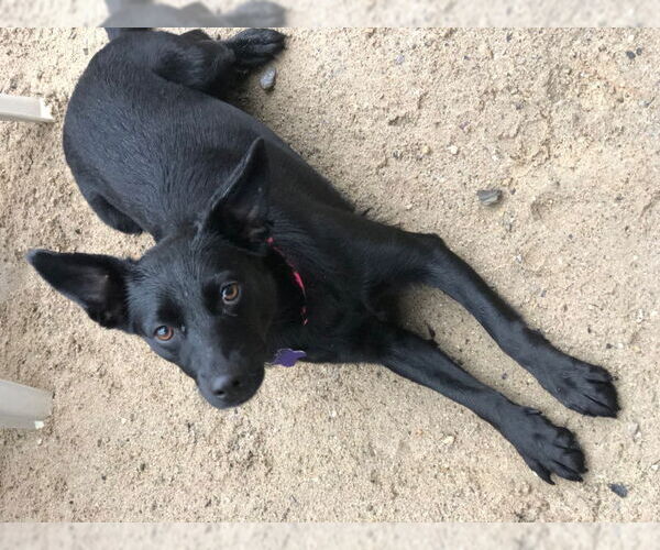 Medium Photo #3 Australian Kelpie-Labrador Retriever Mix Puppy For Sale in East Derry, NH, USA
