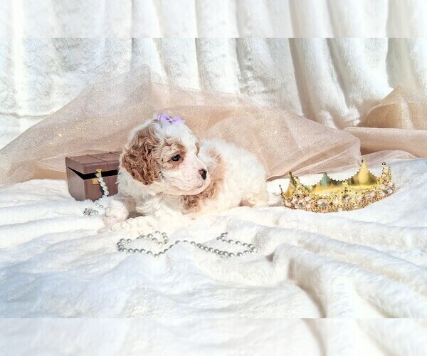 Medium Photo #103 Goldendoodle (Miniature) Puppy For Sale in GASTONIA, NC, USA