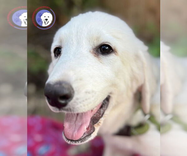 Medium Photo #5 Great Pyrenees Puppy For Sale in Spring, TX, USA
