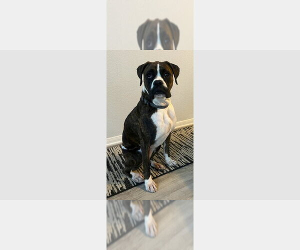 Medium Photo #1 Boxer Puppy For Sale in Austin, TX, USA