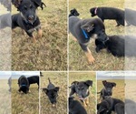 Small Photo #3 German Shepherd Dog Puppy For Sale in GUYTON, GA, USA