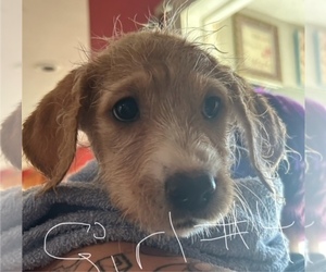 Boxer-Goldendoodle Mix Puppy for sale in COUNCIL BLUFFS, IA, USA