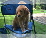 Small #2 Golden Retriever