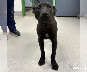 Labrador Retriever-Unknown Mix Dogs for adoption in Washington, DC, USA