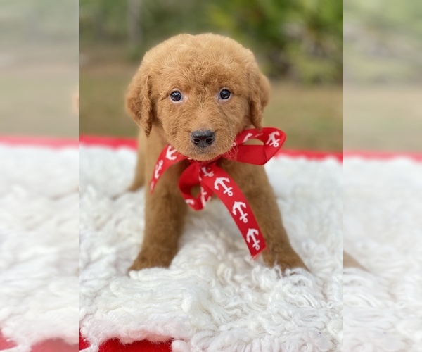 Medium Photo #1 Goldendoodle Puppy For Sale in FROSTPROOF, FL, USA