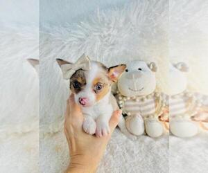 Chihuahua Puppy for sale in MIAMI, FL, USA