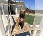 Small Photo #12 Cane Corso Puppy For Sale in HEMET, CA, USA