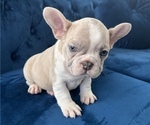 Small Photo #3 French Bulldog Puppy For Sale in NEWPORT BEACH, CA, USA