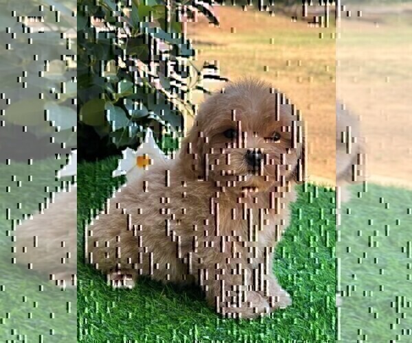 Medium Photo #17 Poodle (Toy) Puppy For Sale in NAPLES, FL, USA