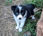 Puppy Puppy 9 Border-Aussie