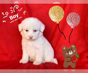 Maltese-Maltipoo Mix Puppy for sale in SAN FRANCISCO, CA, USA
