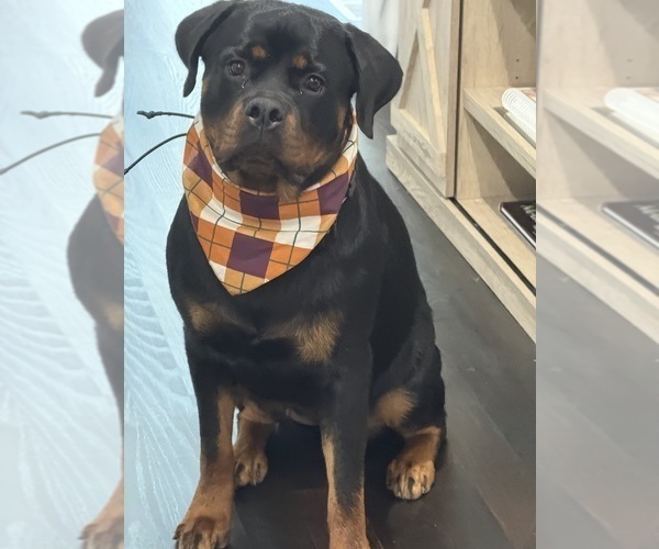 Medium Photo #35 Rottweiler Puppy For Sale in VONORE, TN, USA