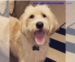 Small Photo #11 Labradoodle-Poodle (Standard) Mix Puppy For Sale in MILLVILLE, MN, USA