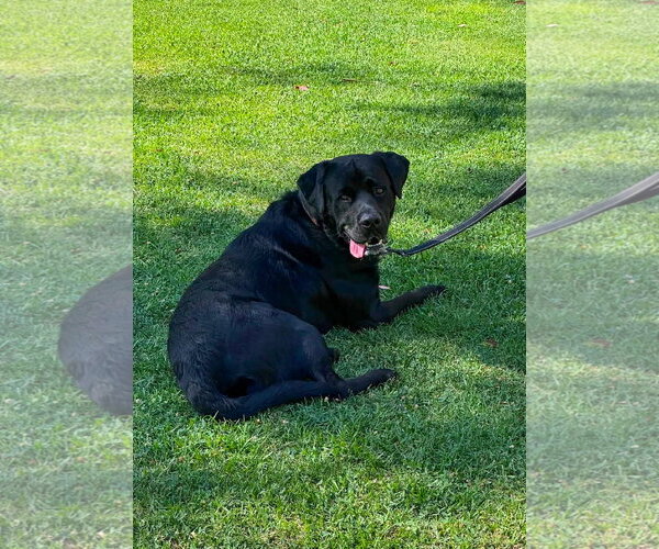 Medium Photo #10 Labrador Retriever-Unknown Mix Puppy For Sale in San Diego, CA, USA
