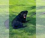 Small #9 Labrador Retriever Mix