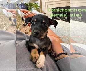 Chimation Dogs for adoption in Spring Lake, NC, USA