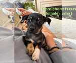 Small Chimation