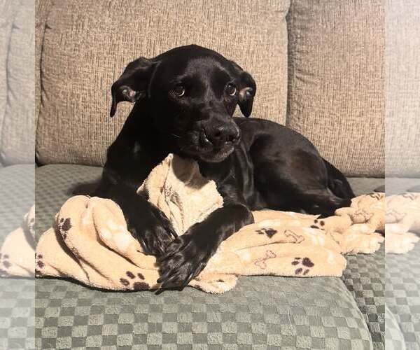 Medium Photo #3 Labrador Retriever-Unknown Mix Puppy For Sale in Geneva, OH, USA