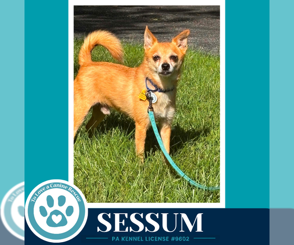 Medium Photo #2 Chihuahua Puppy For Sale in Kimberton, PA, USA