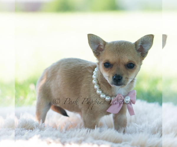 Medium Photo #43 Chihuahua Puppy For Sale in WARSAW, IN, USA
