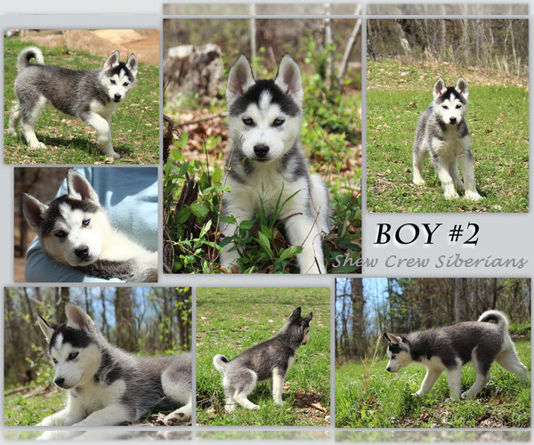 Medium Photo #1 Siberian Husky Puppy For Sale in NEOSHO, MO, USA