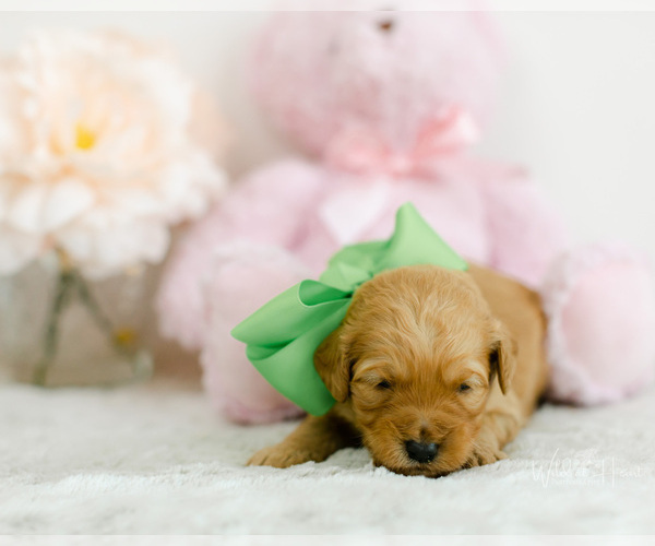 Medium Photo #2 Goldendoodle (Miniature) Puppy For Sale in LITTLE ROCK, AR, USA