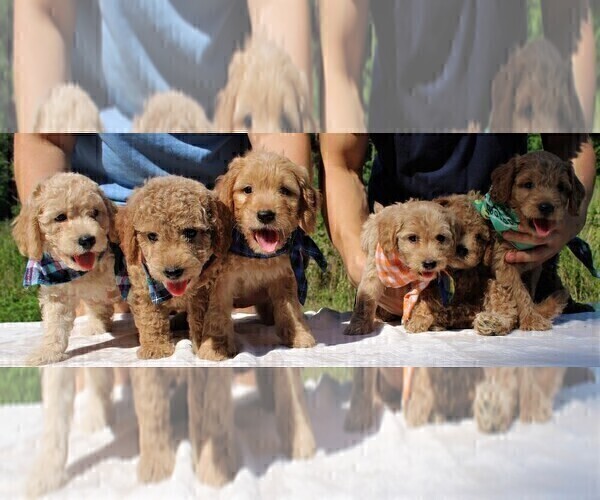 Medium Photo #5 Goldendoodle Puppy For Sale in TIMBERLAKE, NC, USA