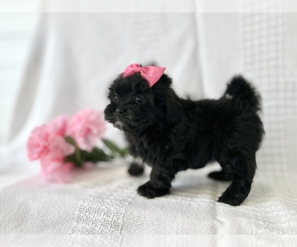 Medium Photo #2 ShihPoo Puppy For Sale in ELKTON, KY, USA