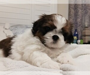 Shih Tzu Puppy for Sale in PARRISH, Florida USA