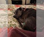 Small #9 American Pit Bull Terrier