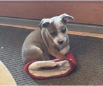 Small #4 Mutt
