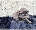 Small #14 Shih Tzu