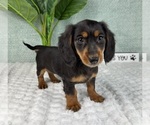 Small #2 Dachshund