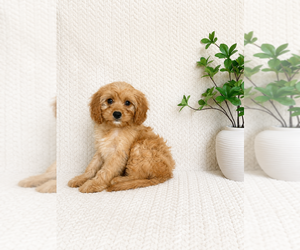 Cavapoo (Miniature) Puppy for sale in INDIANAPOLIS, IN, USA