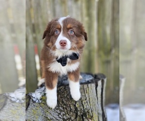 Australian Shepherd Puppy for sale in INDIANAPOLIS, IN, USA