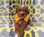 Small Photo #6 Poodle (Miniature) Puppy For Sale in LANCASTER, PA, USA