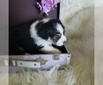 Small #9 Australian Shepherd