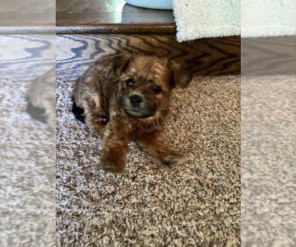 Medium Photo #9 Poocan Puppy For Sale in FAIR OAKS, CA, USA