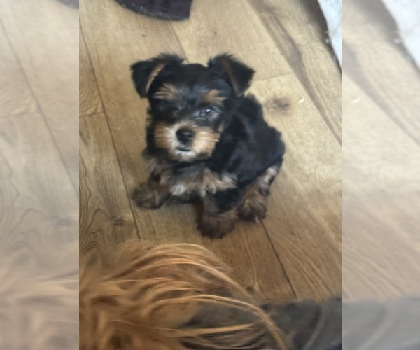 Medium Photo #22 Yorkshire Terrier Puppy For Sale in PALMDALE, CA, USA