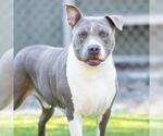 Small #1 American Pit Bull Terrier