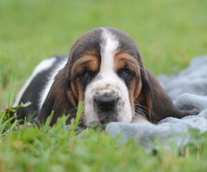 Medium Basset Hound