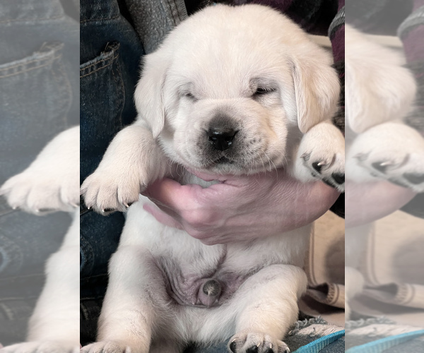 Medium Photo #38 Labrador Retriever Puppy For Sale in GLENDALE, CA, USA
