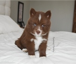 Image preview for Ad Listing. Nickname: Snickers
