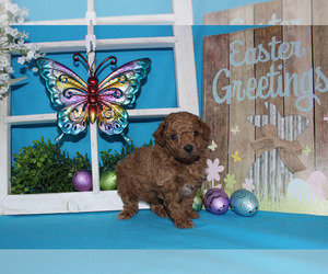 Poodle (Toy) Puppy for sale in CHANUTE, KS, USA
