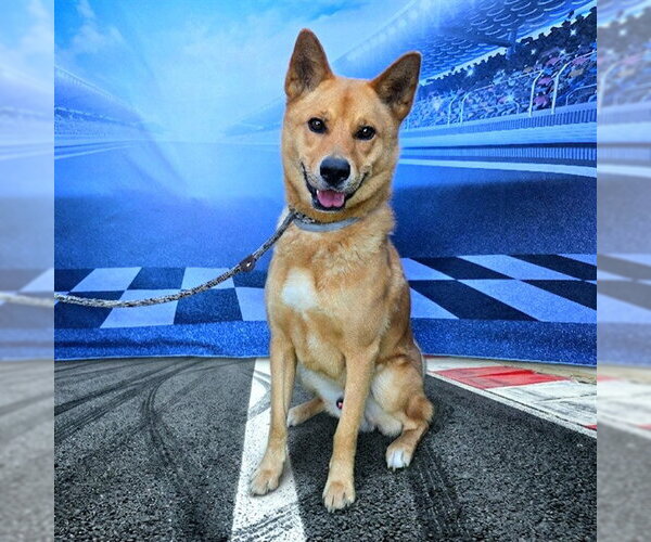 Medium Photo #1 Mutt Puppy For Sale in Long Beach, CA, USA