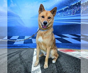 Mutt Dogs for adoption in Long Beach, CA, USA