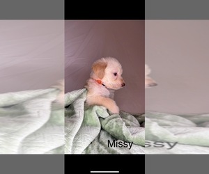 Medium Labradoodle